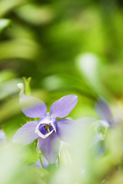 高山の花
