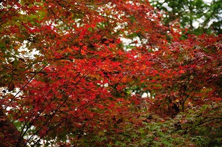 0911181100_DSC_0926