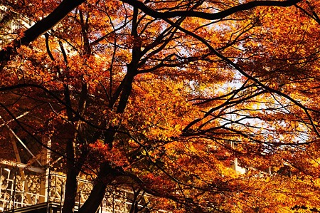 1011230741_DSC_4136