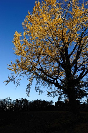 1011231504_DSC_4704