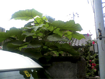 20091007_3020858