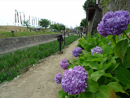 高瀬裏川花しょうぶまつり(13)紫陽花