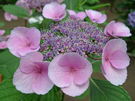 筥崎宮~紫陽花園(4)