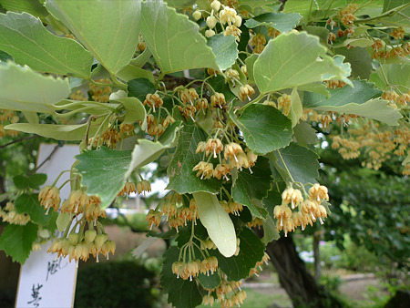 戒壇院の菩提樹(3)