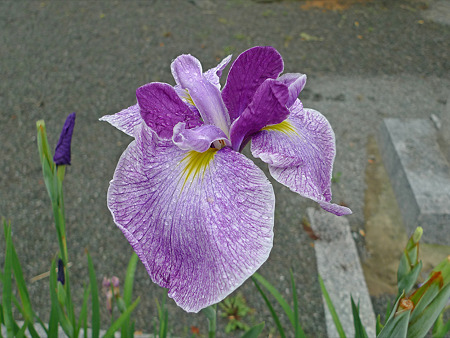 雨の宮地嶽神社(1)花菖蒲