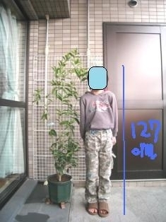 立派な苗でした。ウチの環境に適応してくれるといいな~。