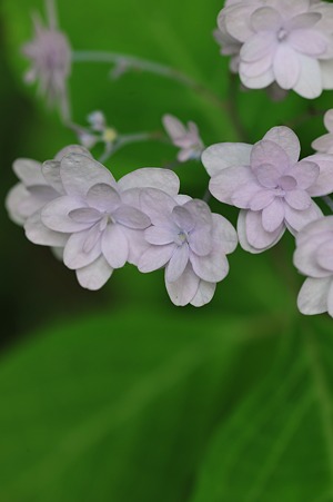 DSC_4144a