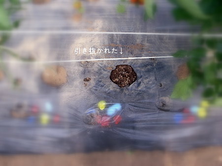 引き抜かれた茎