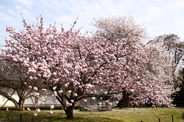 手毬桜 醍醐寺さん 写真共有サイト フォト蔵