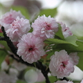 兼六園菊桜(2)