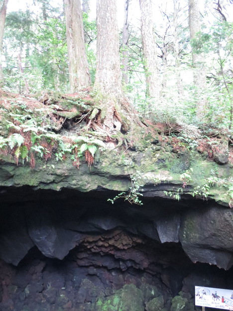 Photos: 溶岩に木。