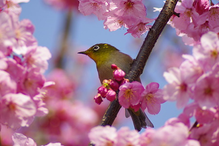 陽光桜とメジロ (6)