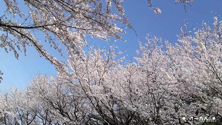 桜の波