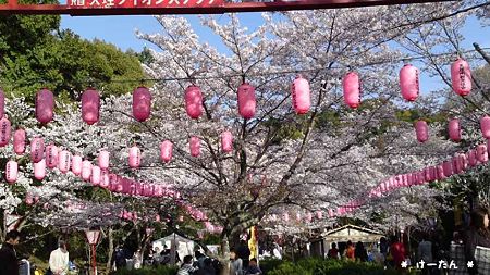 石上神宮の桜まつり