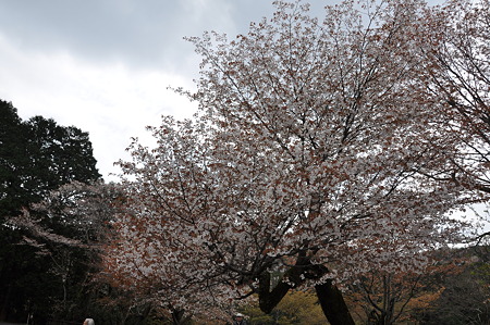 桜淵公園