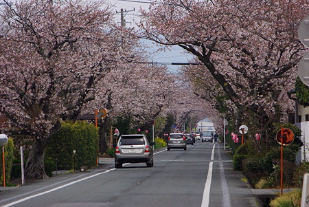 100328白昭の桜並木01