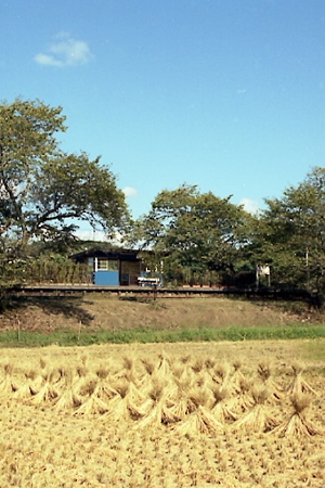 秋の小湊鉄道2010 13