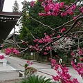 973　2009 鎌倉物語