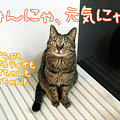 Photos: 110311-【猫写真】元気にゃ！