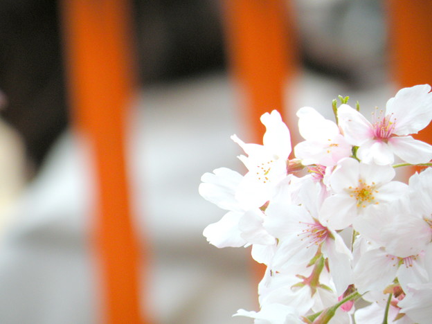 Photos: 中目黒の桜